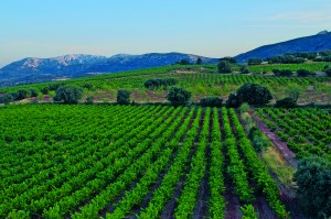 Viñedos de garnacha en la DOP Campo de Borja. Lorenzo López