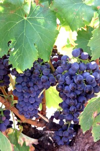 Garnacha.