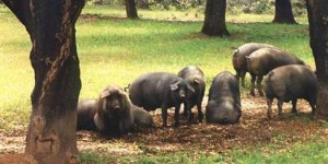 cerdo ibérico Hay que evitar que la tradicional crianza en dehesa se desvirtúe.