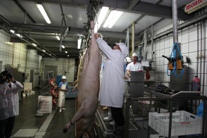etiquetado según la norma de calidad del ibérico Primeros cerdos etiquetados según la nueva norma de calidad del ibérico.
