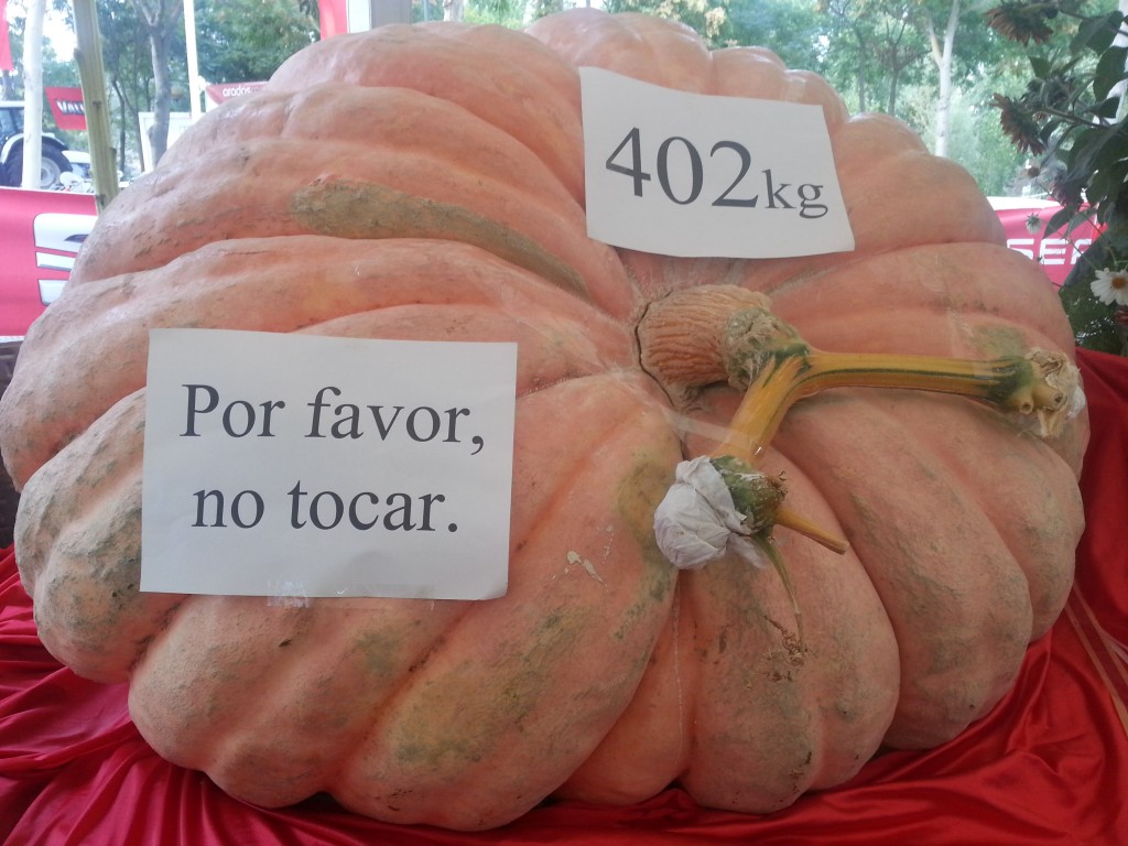 CALABAZA DE BARBASTRO CALABAZA 402 KG
