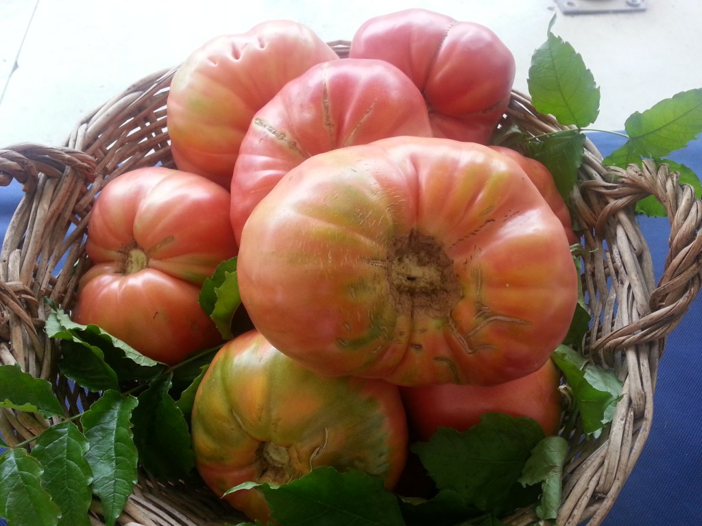TOMATE ROSA DE BARBASTRO TOMATE ROSA DE BARBASTRO